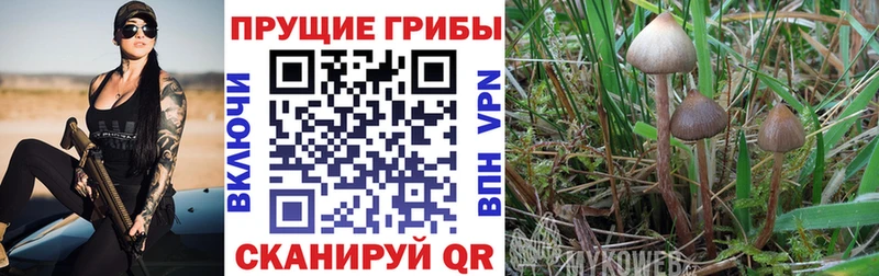 Галлюциногенные грибы ЛСД  где продают наркотики  Новохопёрск 